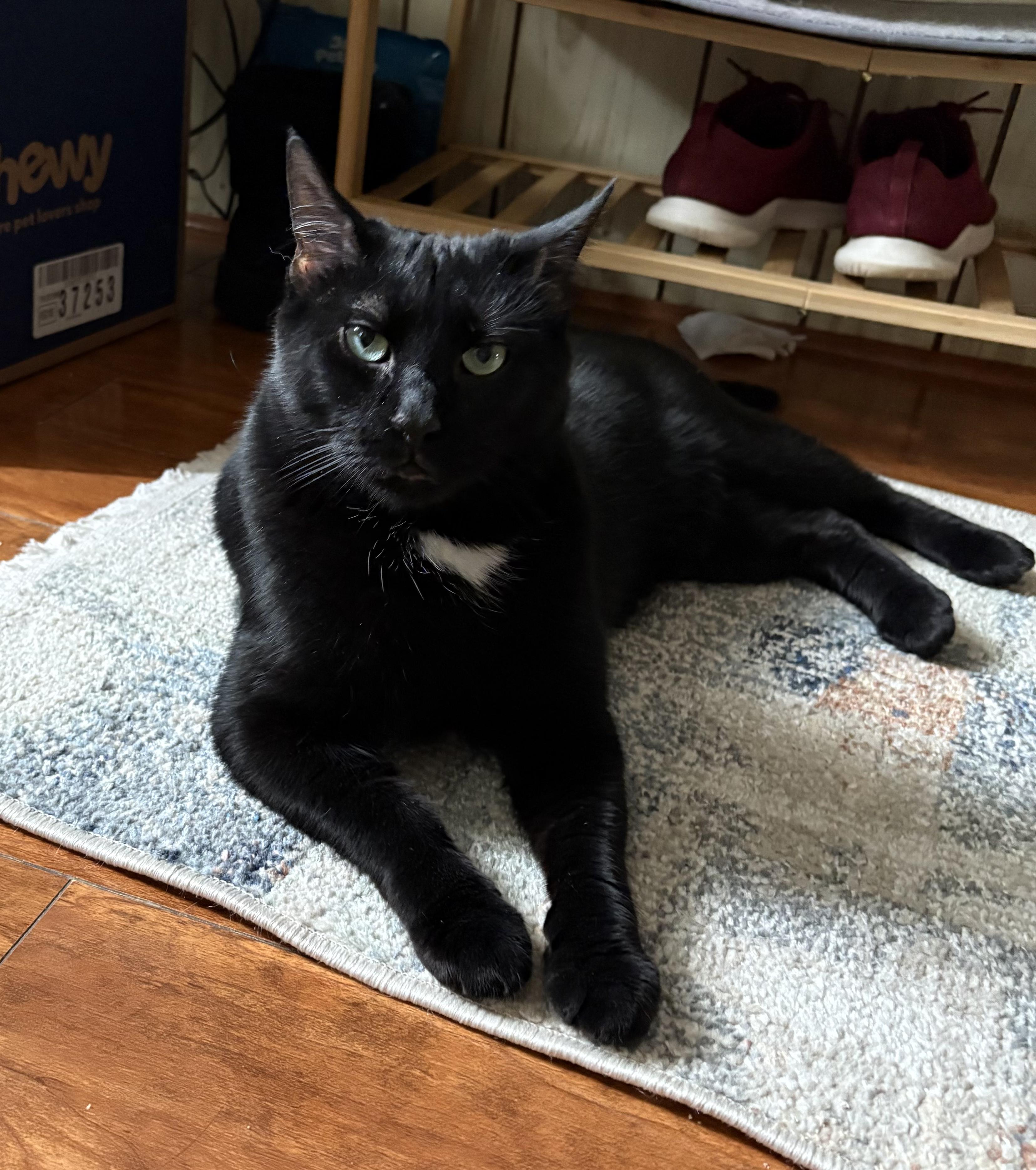 Enlarge Bagheera, a ADOPTABLE American Shorthair in Jersey City, NJ image 1/6