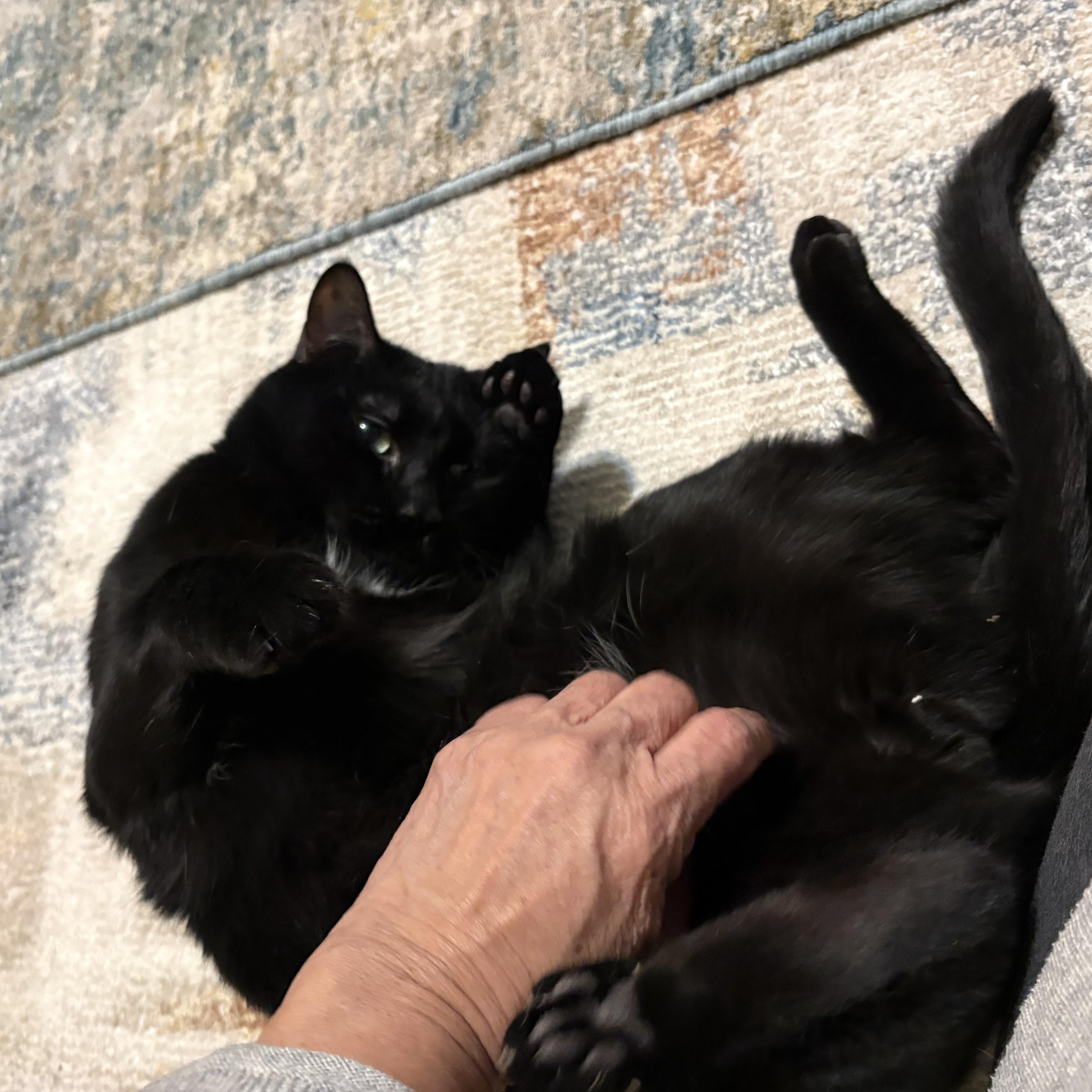 Negrito, ADOPTABLE, Adult Male American Shorthair.