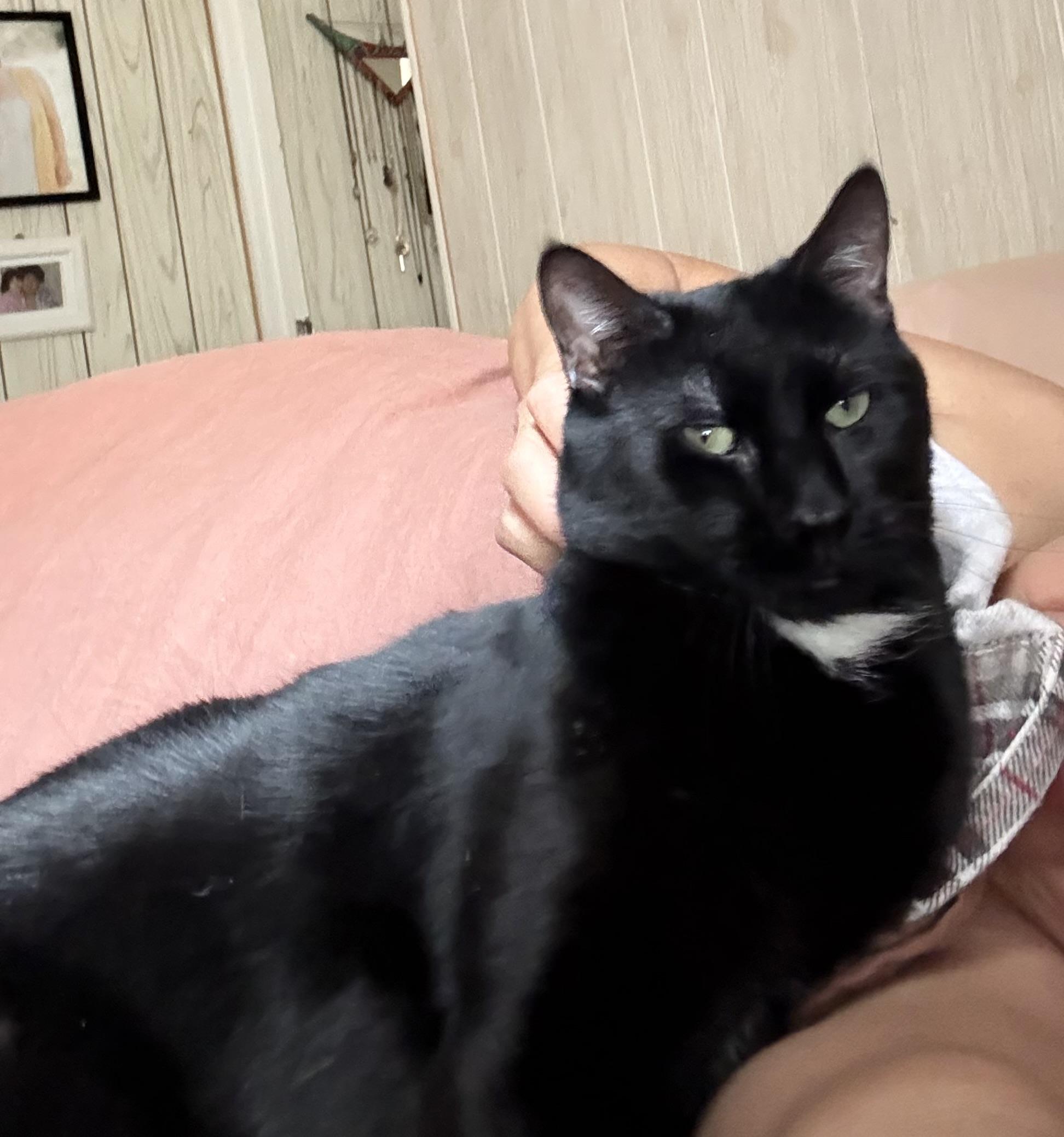 Bagheera, a ADOPTABLE American Shorthair in Jersey City, NJ image 2/6