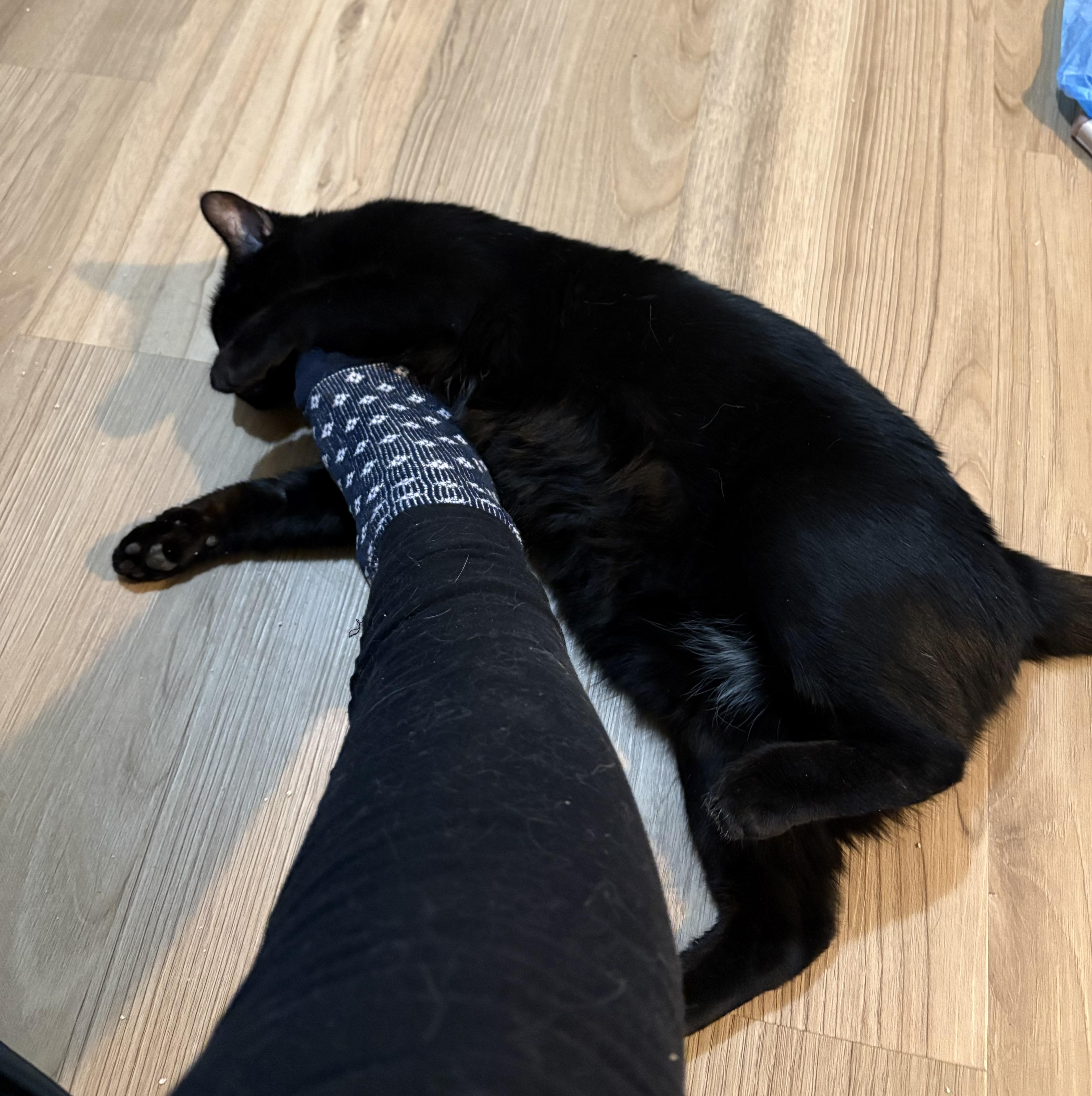 Enlarge Negrito, a ADOPTABLE American Shorthair in Jersey City, NJ image 6/6