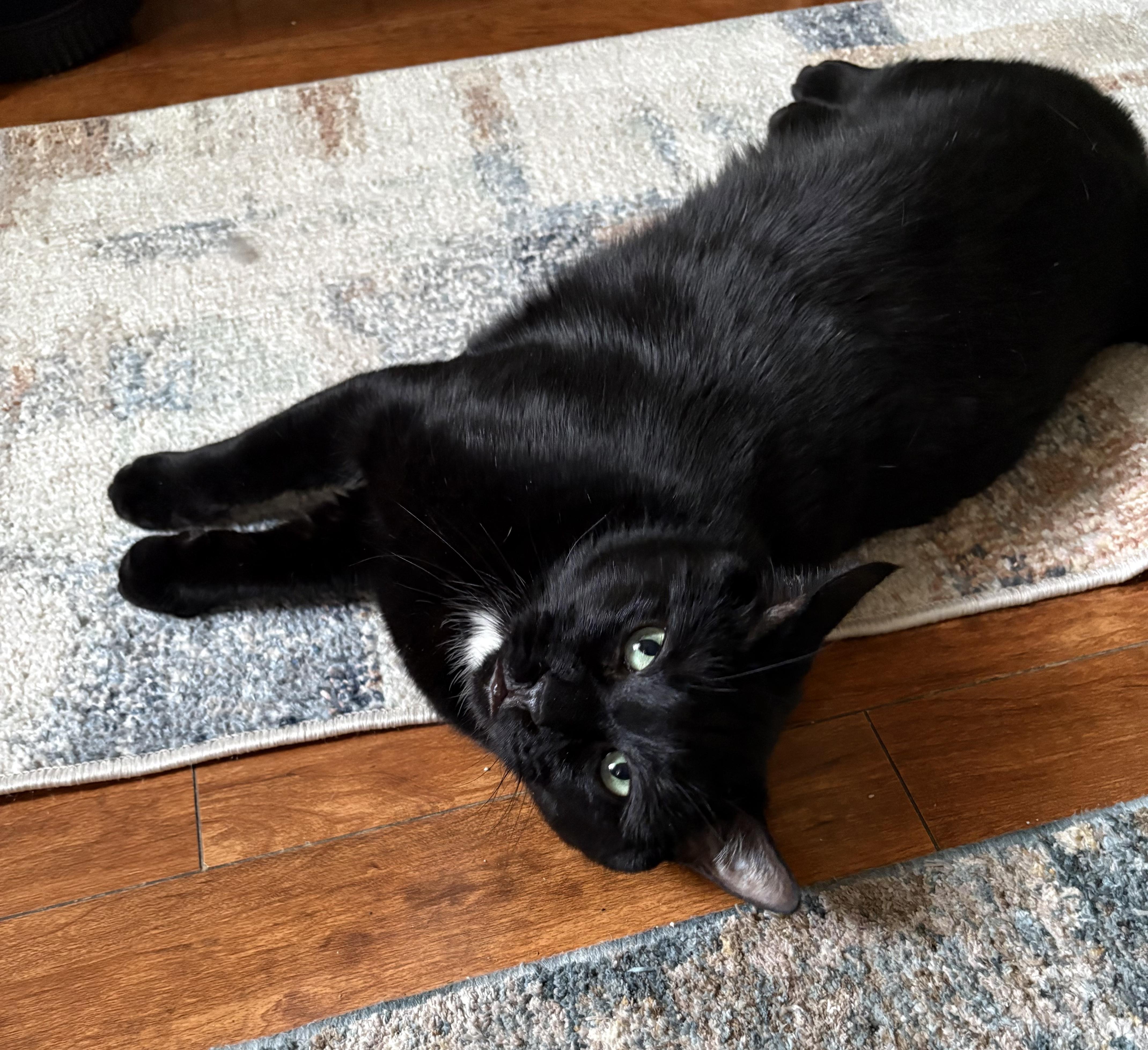 Enlarge Bagheera, a ADOPTABLE American Shorthair in Jersey City, NJ image 6/6