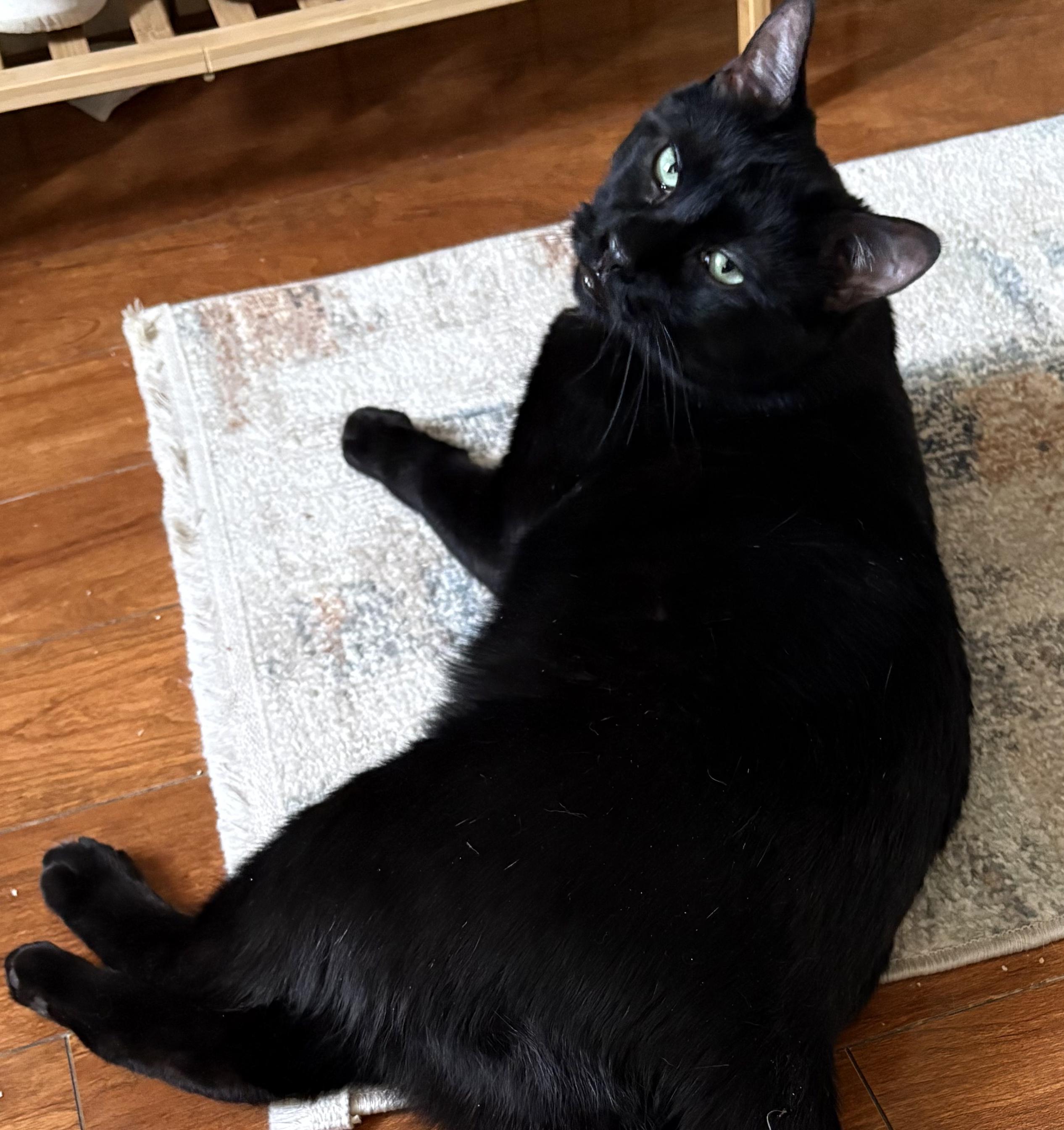 Bagheera, ADOPTABLE, Adult Male American Shorthair.