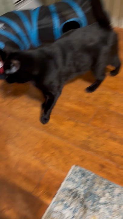 Enlarge Negrito, a ADOPTABLE American Shorthair in Jersey City, NJ video 4/6