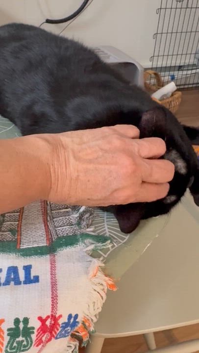 Enlarge Bagheera, a ADOPTABLE American Shorthair in Jersey City, NJ video 3/6