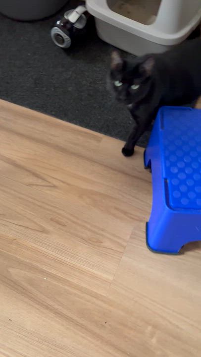 Enlarge Negrito, a ADOPTABLE American Shorthair in Jersey City, NJ video 1/6