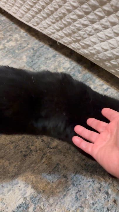 Enlarge Negrito, a ADOPTABLE American Shorthair in Jersey City, NJ video 5/6