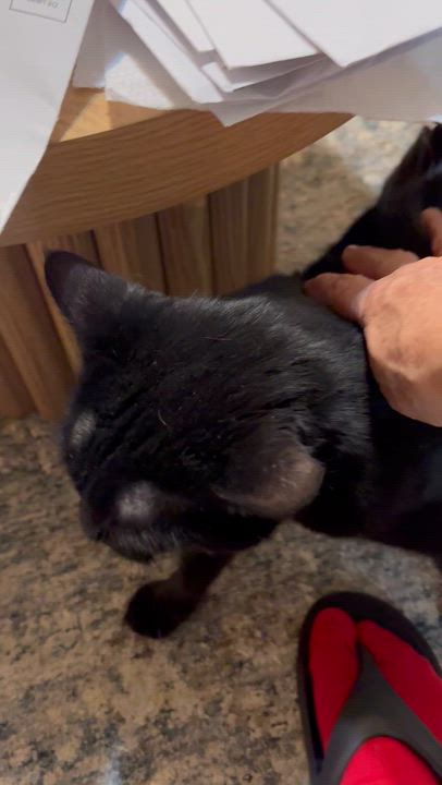 Enlarge Negrito, a ADOPTABLE American Shorthair in Jersey City, NJ video 2/6