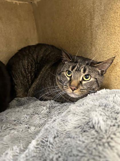 Jekyll, Adoptable, Adult Male Domestic Short Hair & Domestic Short Hair.