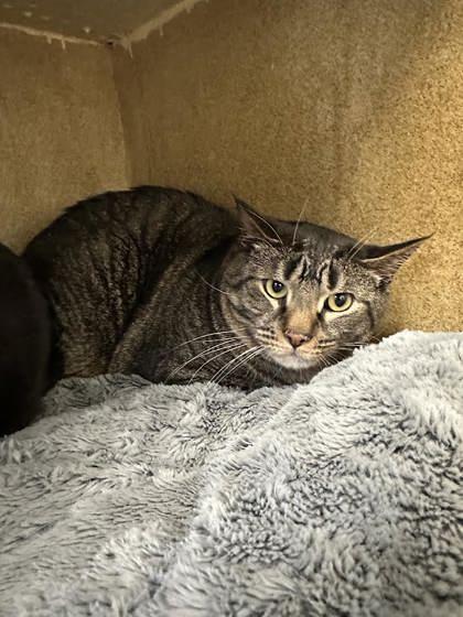 Jekyll, a Adoptable mixed breed in Scotia, NY image 2/2