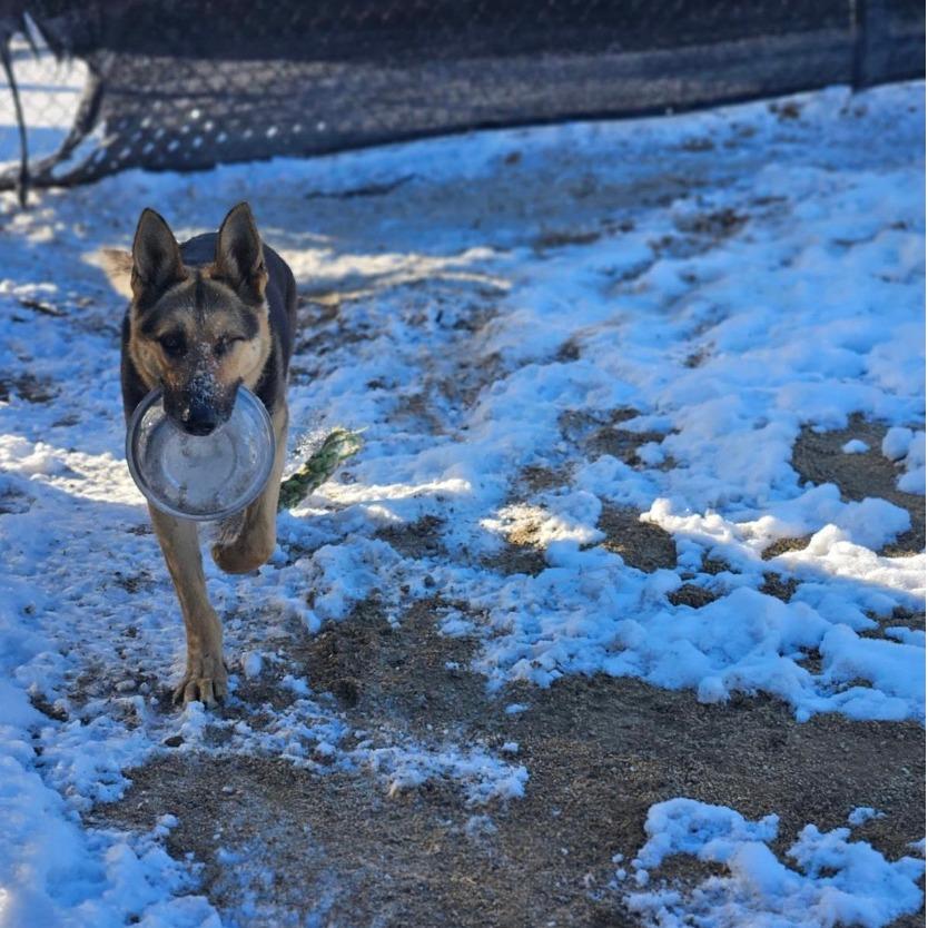 Declan, a Adoptable German Shepherd Dog in Stagecoach, NV image 2/2