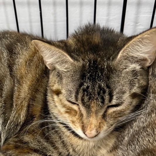 Ivory, Adoptable, Young Female Domestic Short Hair.