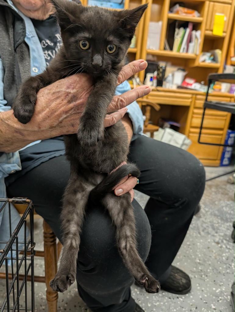 Sammy (NEED PHOTO-INFO), Adopted, Kitten Female Domestic Short Hair.