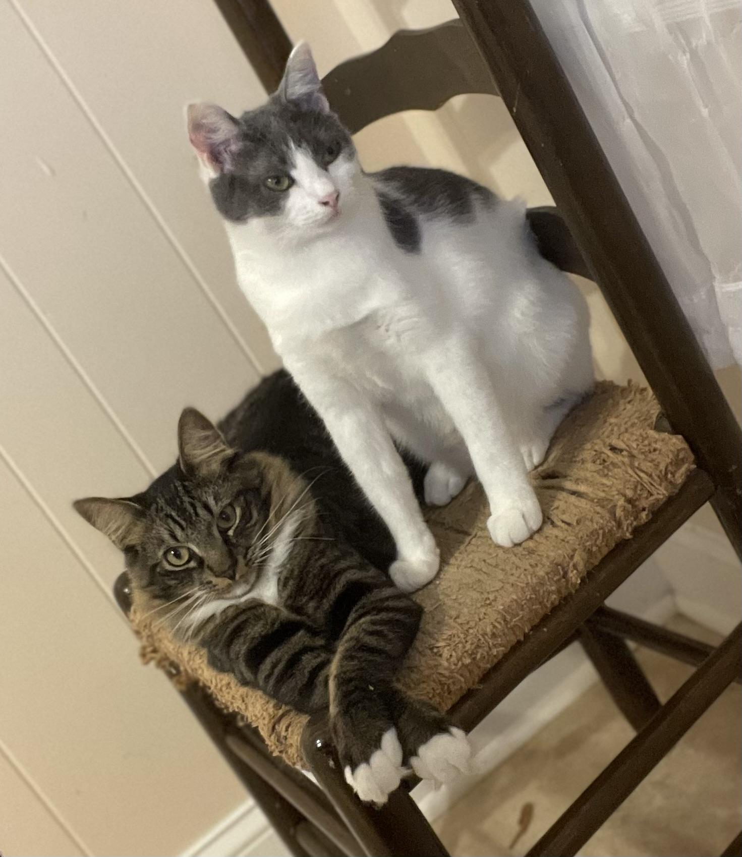 Enlarge Bam bam ( bonded with Wilma) , a Adoptable Domestic Medium Hair in Tampa, FL image 3/5