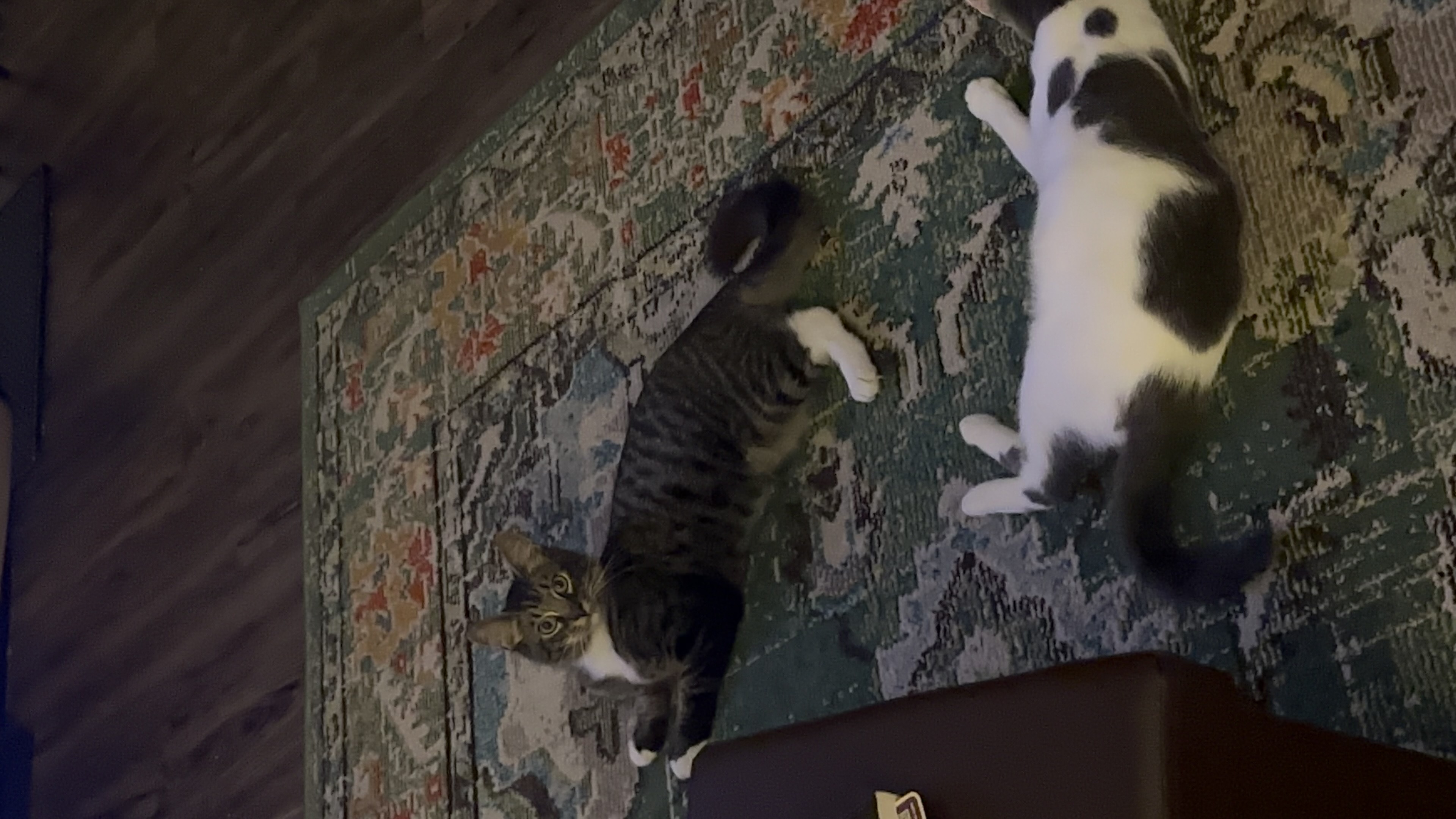 Bam bam ( bonded with Wilma) — thumbnail 3