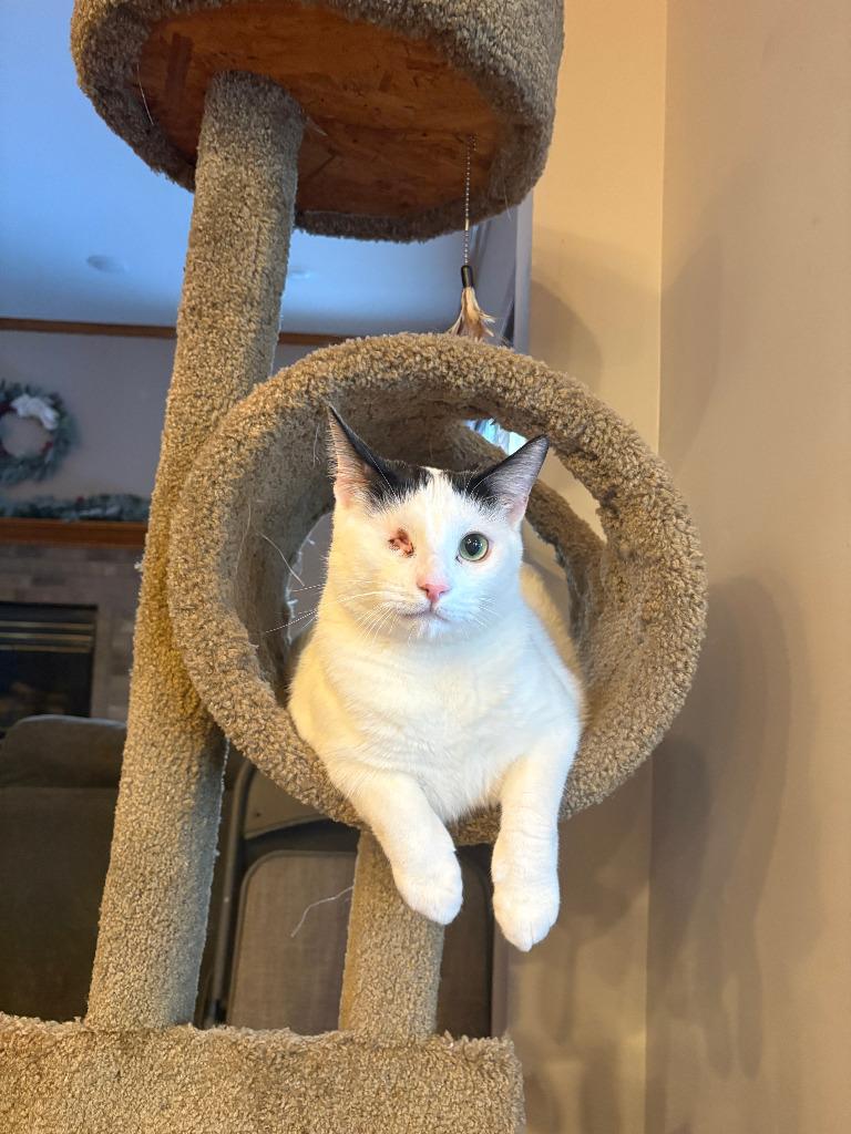 Winkie, Adoptable, Adult Male Domestic Short Hair.