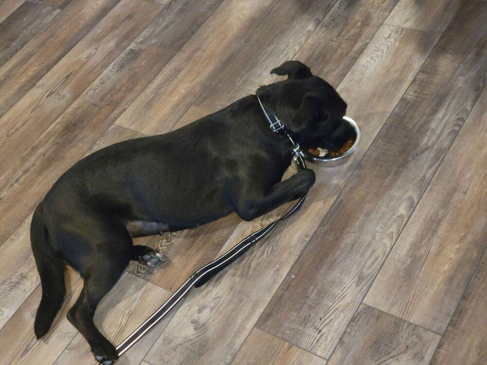Enlarge Bitty, a Adoptable mixed breed in Irwin, PA image 3/6
