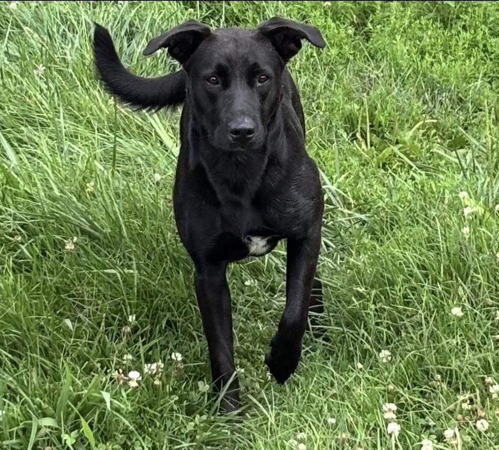 Enlarge Bitty, a Adoptable mixed breed in Irwin, PA image 4/6