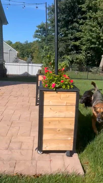 Enlarge Bitty, a Adoptable mixed breed in Irwin, PA video 6/6