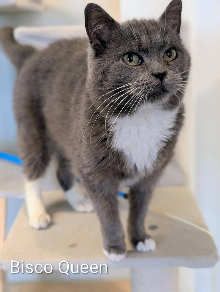 Bisco Queen, Adoptable, Young Female Domestic Short Hair.