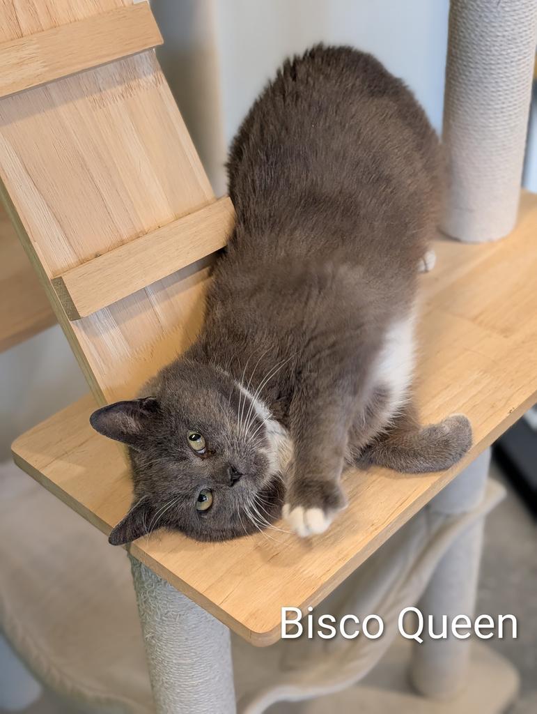 Enlarge Bisco Queen, a Adoptable mixed breed in Greenfield, IN image 2/4