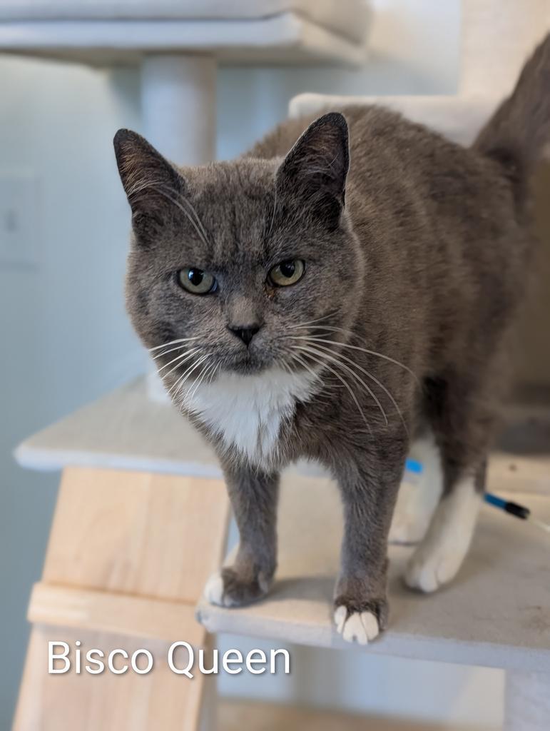 Enlarge Bisco Queen, a Adoptable mixed breed in Greenfield, IN image 3/4