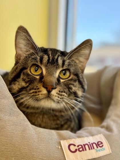 Mike , adopted, Adult Male Domestic Short Hair.