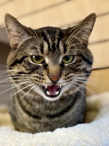 Mike , an adopted Domestic Short Hair in Downers Grove, IL image 3/3