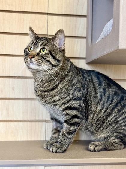 Mike , an adopted Domestic Short Hair in Downers Grove, IL image 2/3