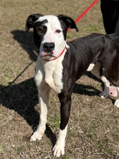 Goofy, Adoptable, Adult Male Pit Bull Terrier & Mixed Breed.