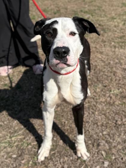 Enlarge Goofy, a Adoptable mixed breed in King William, VA image 2/3