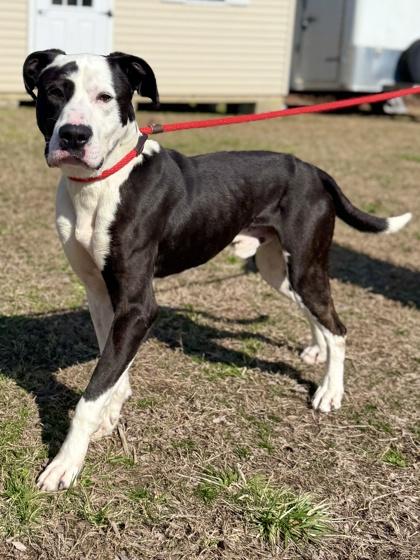 Enlarge Goofy, a Adoptable mixed breed in King William, VA image 3/3