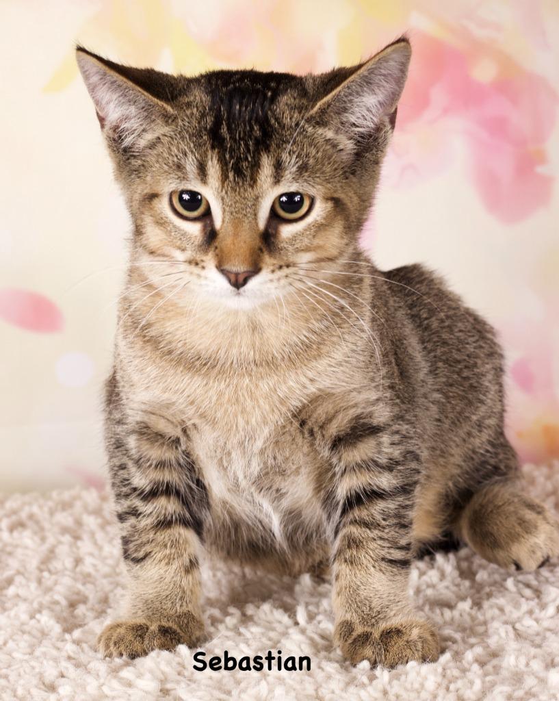 Enlarge Piper, a Adoptable mixed breed in Gilbert, AZ image 1/1