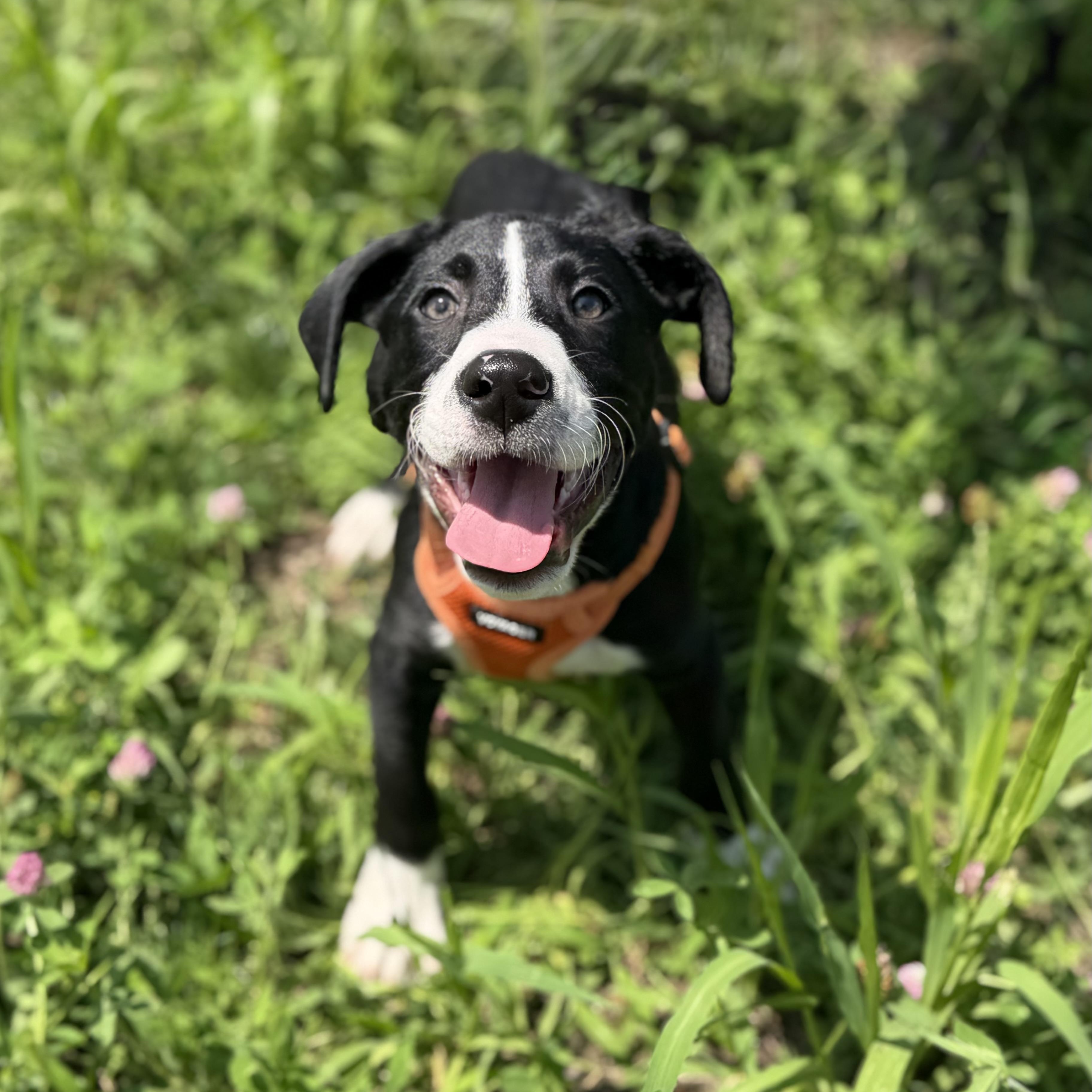 Enlarge Gryphon, a Adoptable mixed breed in New Rochelle, NY image 5/6