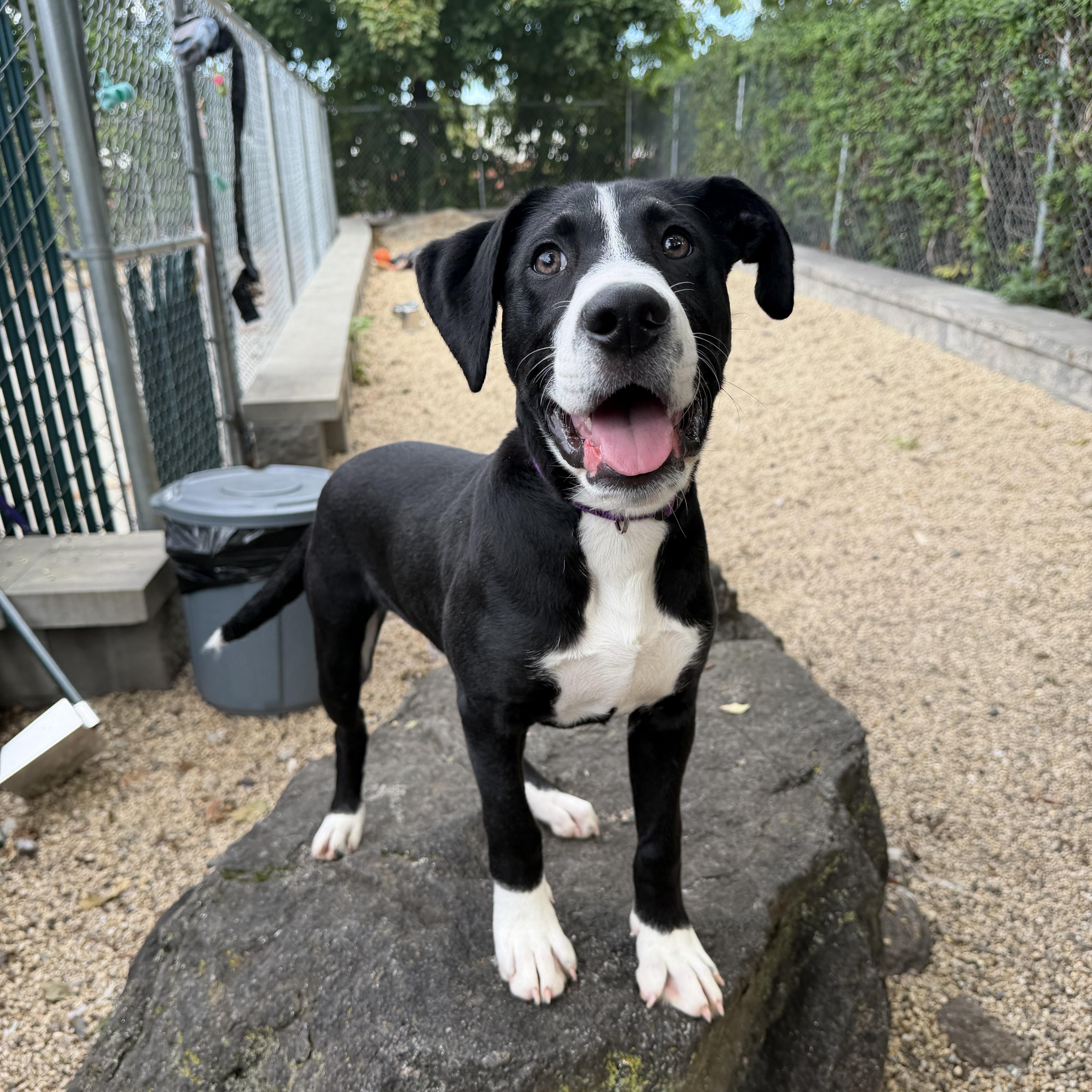 Enlarge Gryphon, a Adoptable mixed breed in New Rochelle, NY image 4/6