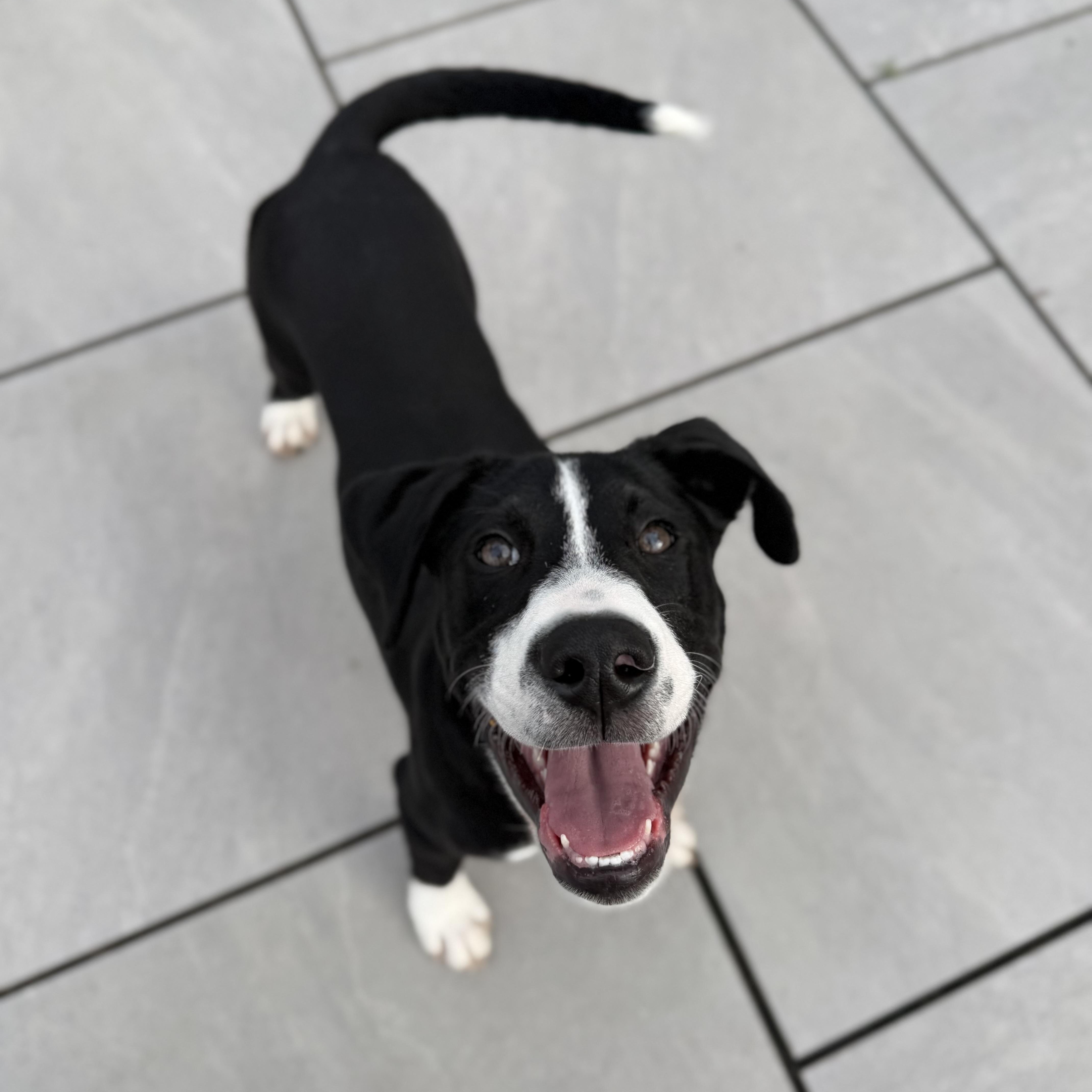Enlarge Gryphon, a Adoptable mixed breed in New Rochelle, NY image 2/6