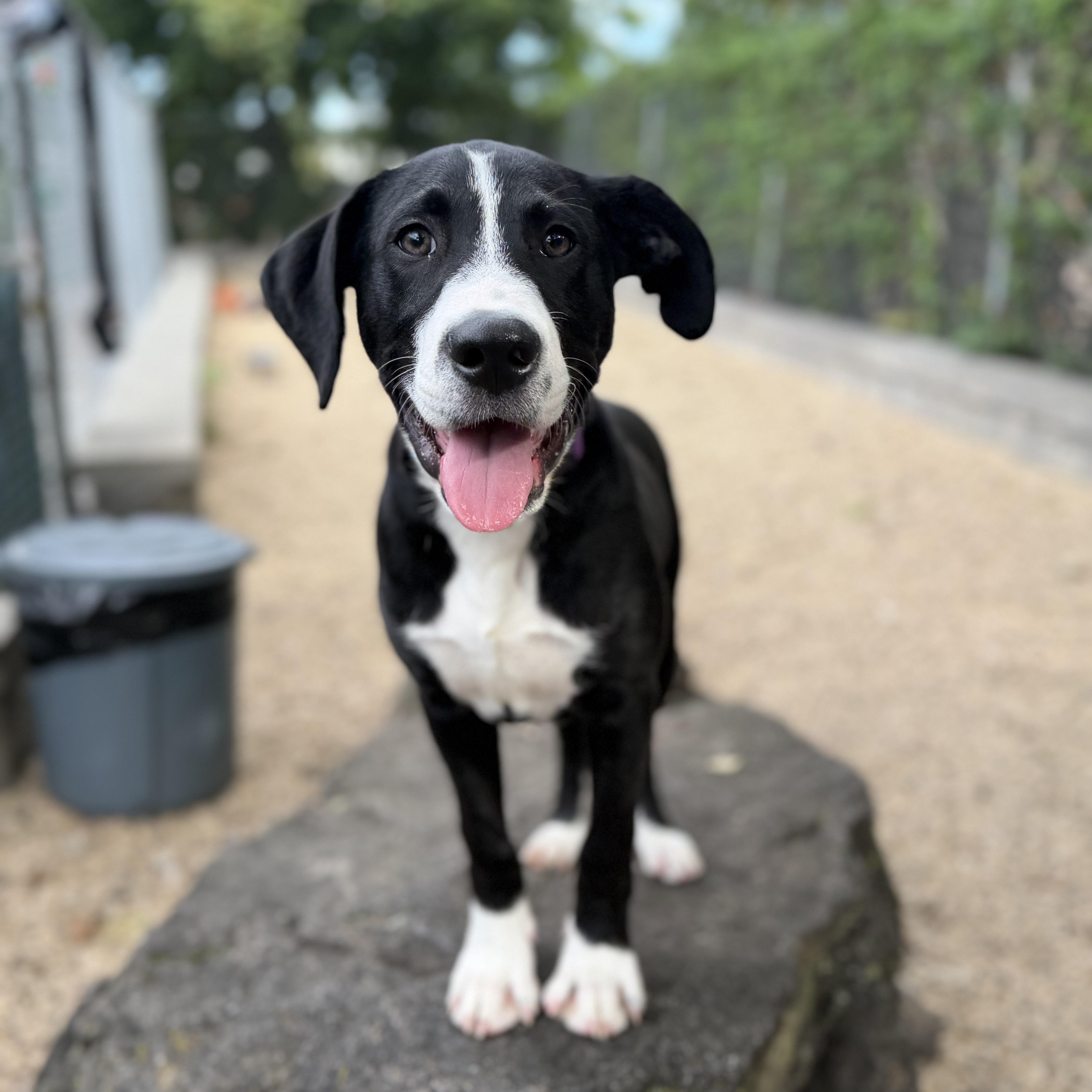 Gryphon, Adoptable, Puppy Male Retriever.