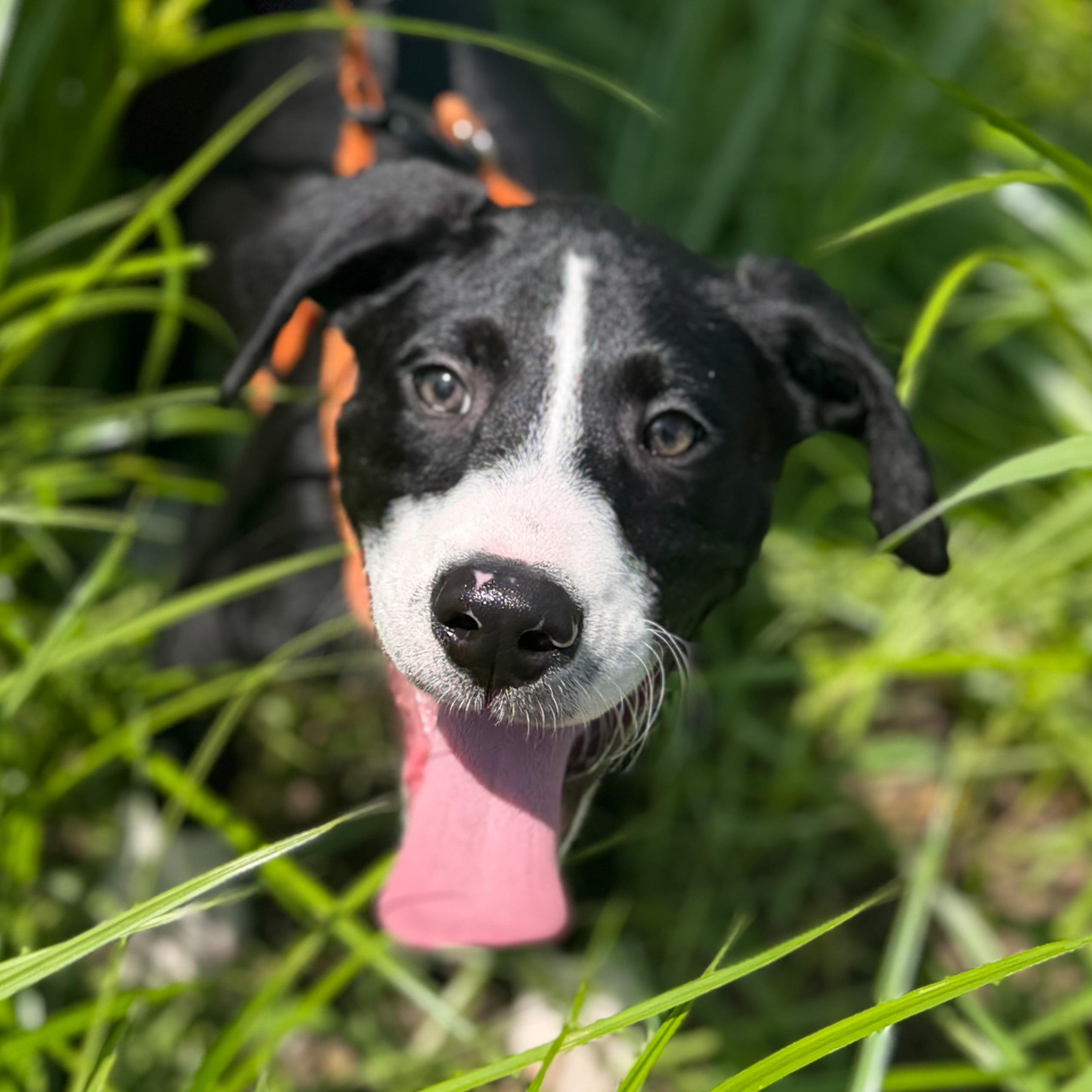 Enlarge Gryphon, a Adoptable mixed breed in New Rochelle, NY image 3/6