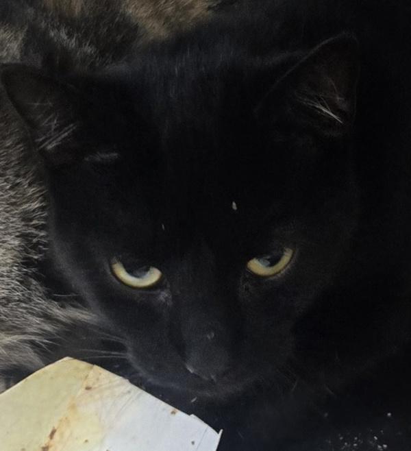 Big Kenny, Adoptable, Adult Male Domestic Short Hair.