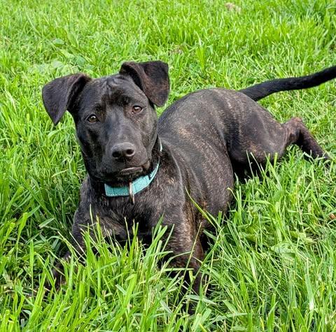 Morgan, Adopted, Young Female Mountain Cur & Mixed Breed.