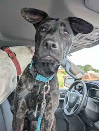 Enlarge Morgan, a Adopted mixed breed in Watertown, WI image 2/6