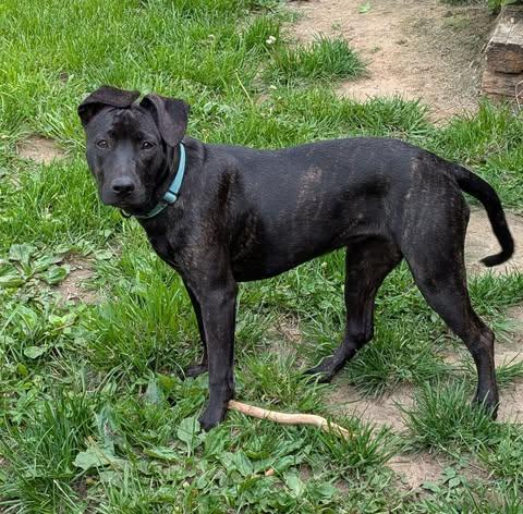 Enlarge Morgan, a Adopted mixed breed in Watertown, WI image 3/6