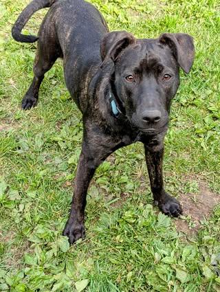 Enlarge Morgan, a Adopted mixed breed in Watertown, WI image 4/6
