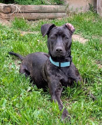 Enlarge Morgan, a Adopted mixed breed in Watertown, WI image 5/6