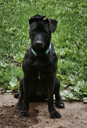 Enlarge Morgan, a Adopted mixed breed in Watertown, WI image 6/6