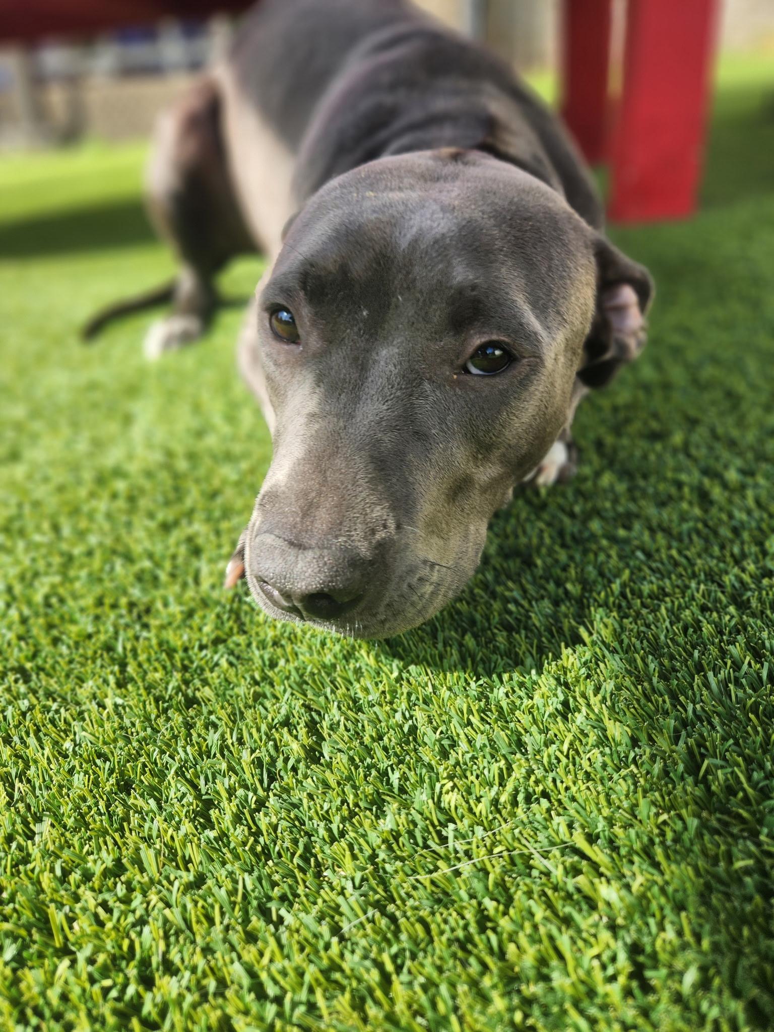 Enlarge Moon, a ADOPTABLE mixed breed in Allen, TX image 3/5