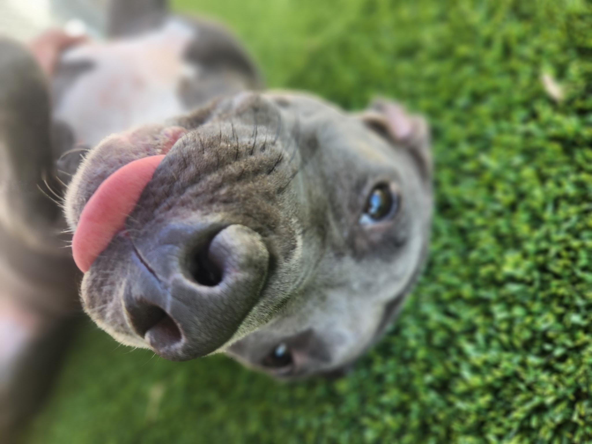 Enlarge Moon, a ADOPTABLE mixed breed in Allen, TX image 2/5