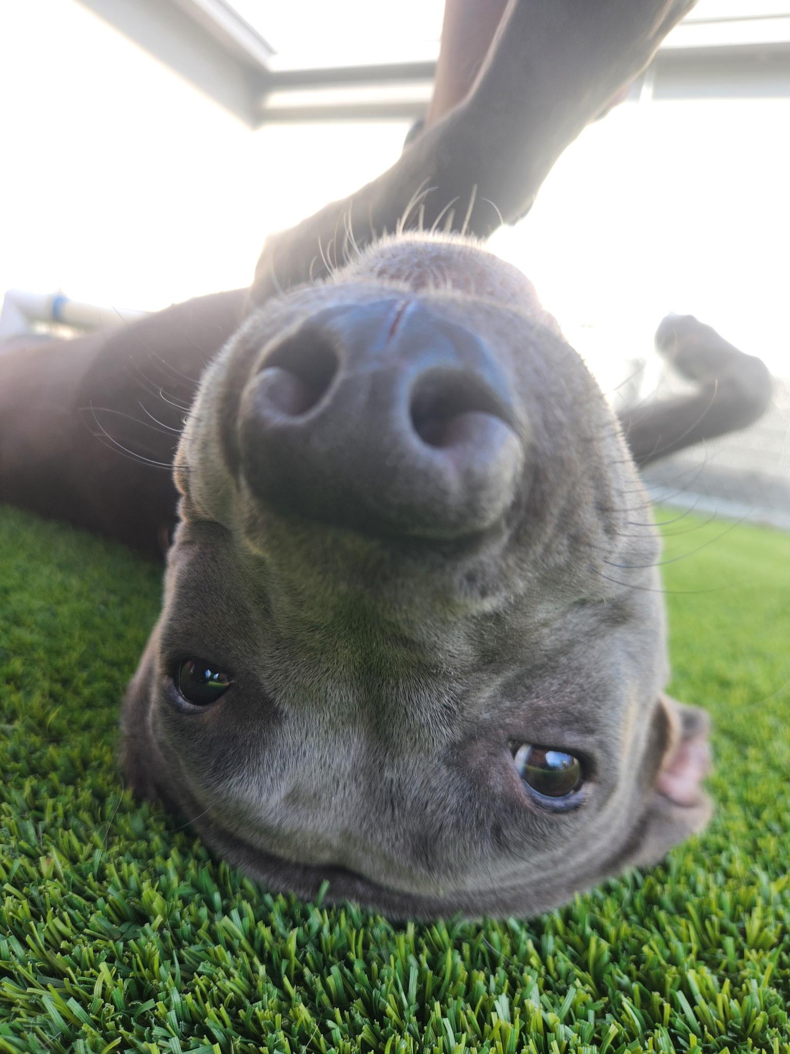 Enlarge Moon, a ADOPTABLE mixed breed in Allen, TX image 5/5
