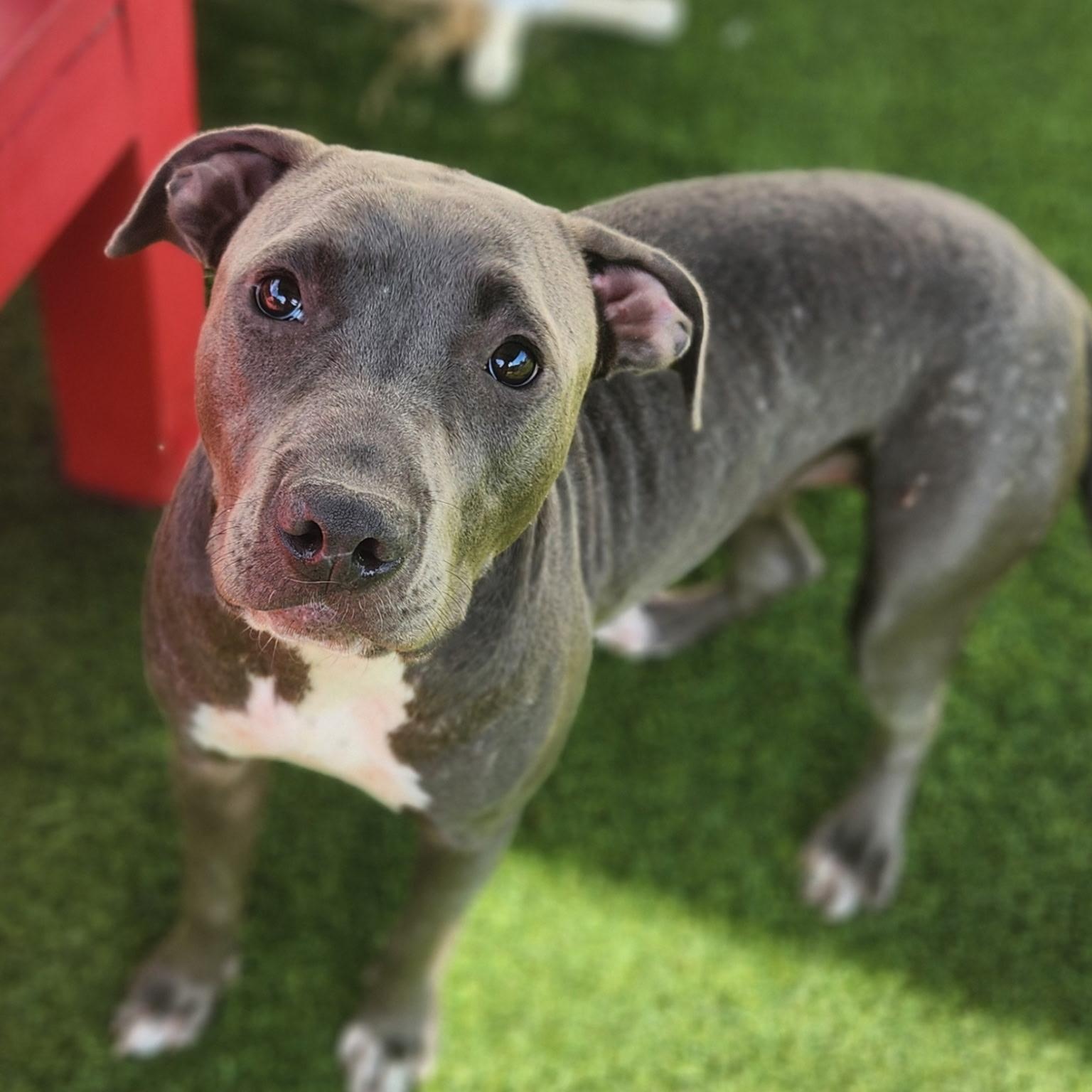 Moon, ADOPTABLE, Young Female Pit Bull Terrier.