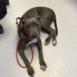 Enlarge Moon, a ADOPTABLE mixed breed in Allen, TX image 4/5