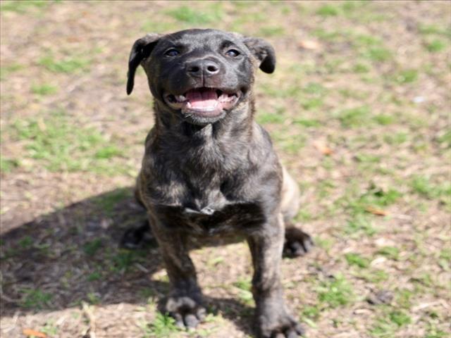 A515902, Adoptable, Puppy Female Cane Corso & Mixed Breed.